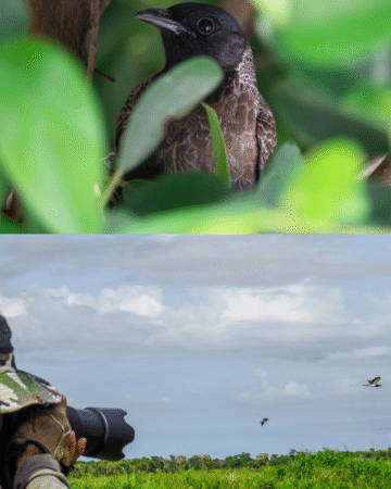 Birdwatching